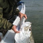 Captiva Fishing, Looking For A Big Tarpon, 4-23-15, Sanibel Fishing & Captiva Fishing & Fort Myers Fishing Charters & Guide Service.