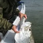 Captiva Fishing, Looking For A Big Tarpon, 4-23-15, Sanibel Fishing & Captiva Fishing & Fort Myers Fishing Charters & Guide Service.