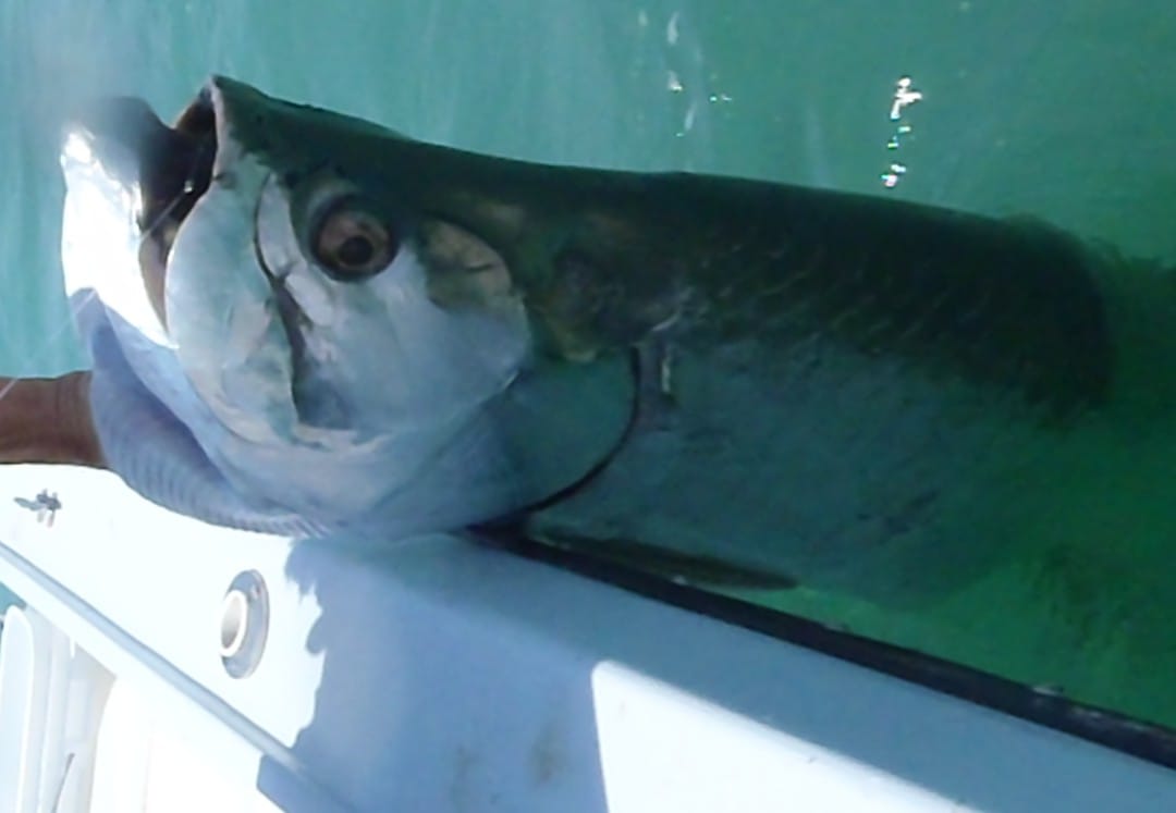 Tarpon