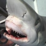 Shark Closeup, Catch & Release, Sanibel Fishing & Captiva Fishing, Saturday, 9-18-15 ~ #Sanibel #Captiva.