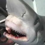 Shark Closeup, Catch & Release, Sanibel Fishing & Captiva Fishing, Saturday, 9-18-15 ~ #Sanibel #Captiva.