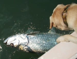 Tarpon & Hank