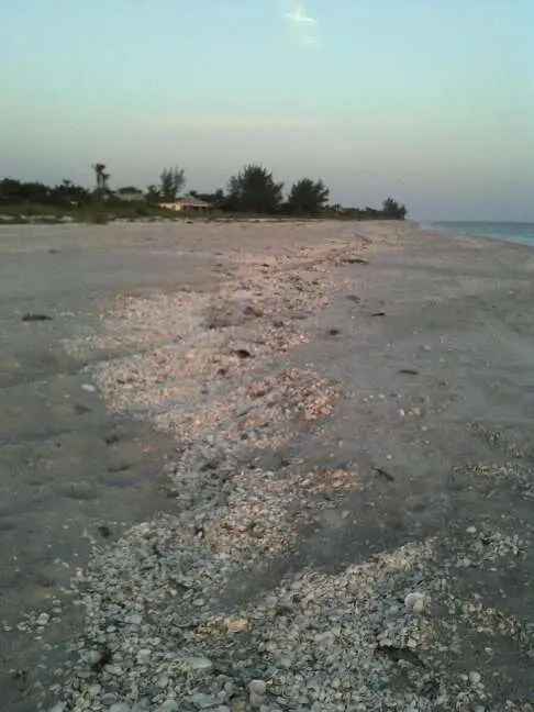 Hurricane Irma, Power Still Out, But Back On Water Fishing, Shelling Very Good, Cayo Costa North Captiva, Sanibel Fishing & Captiva Fishing, Sanibel Island, Wednesday, September 13, 2017.