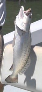 Sea Trout