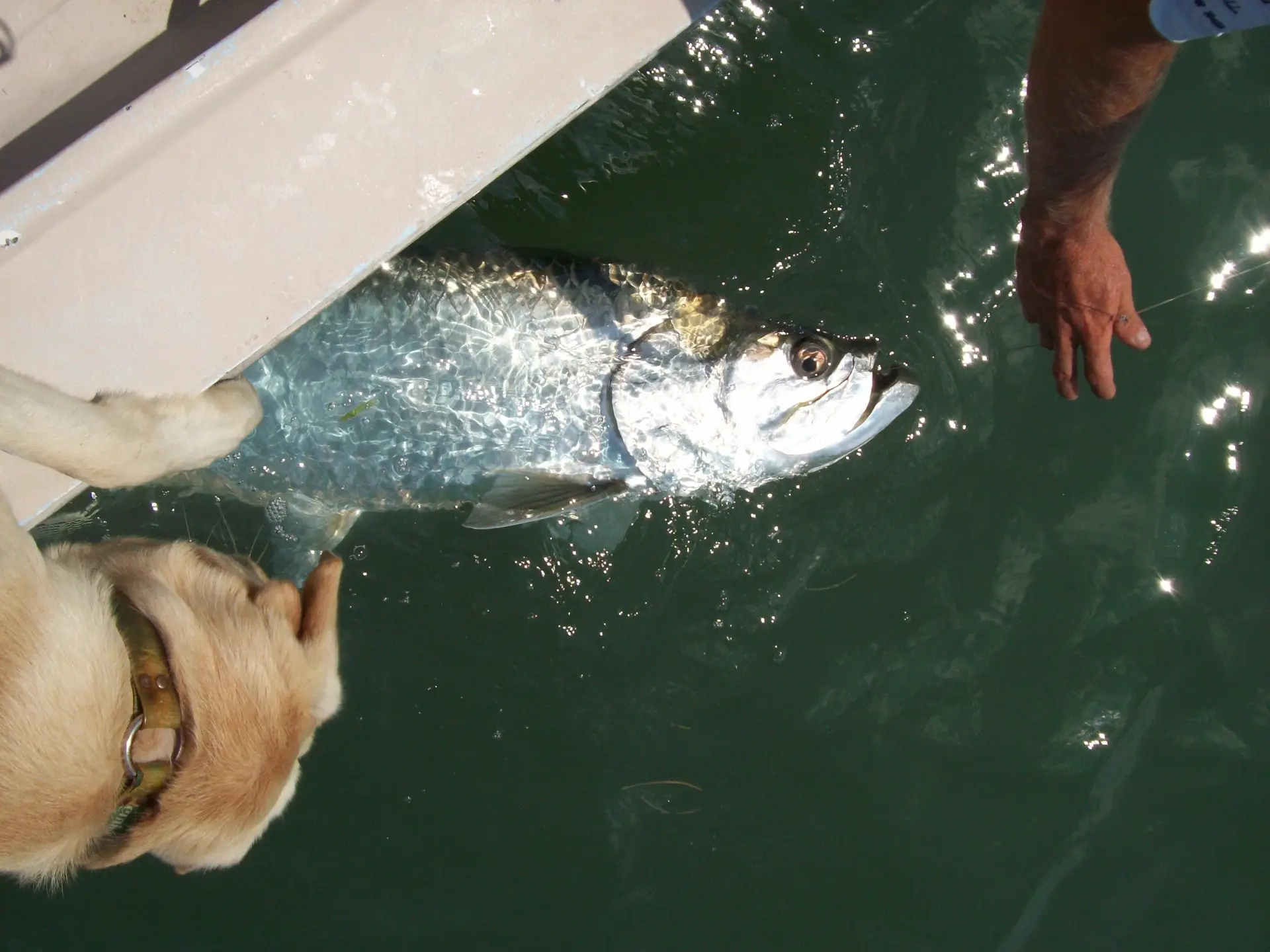 Tarpon, Boca Grande