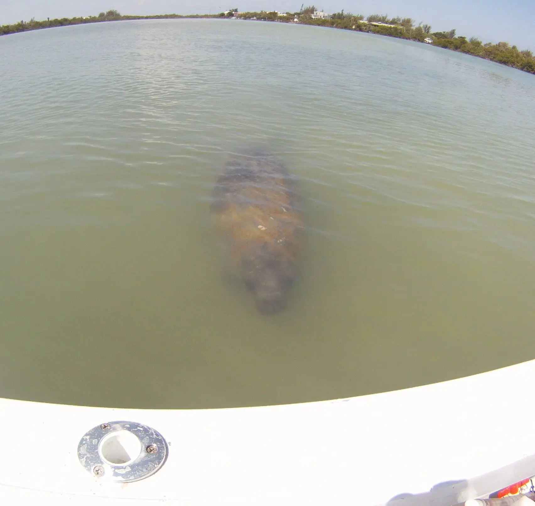 Manatee, Cayo Costa