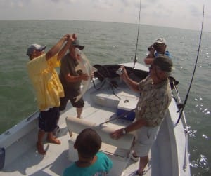 Black tip shark