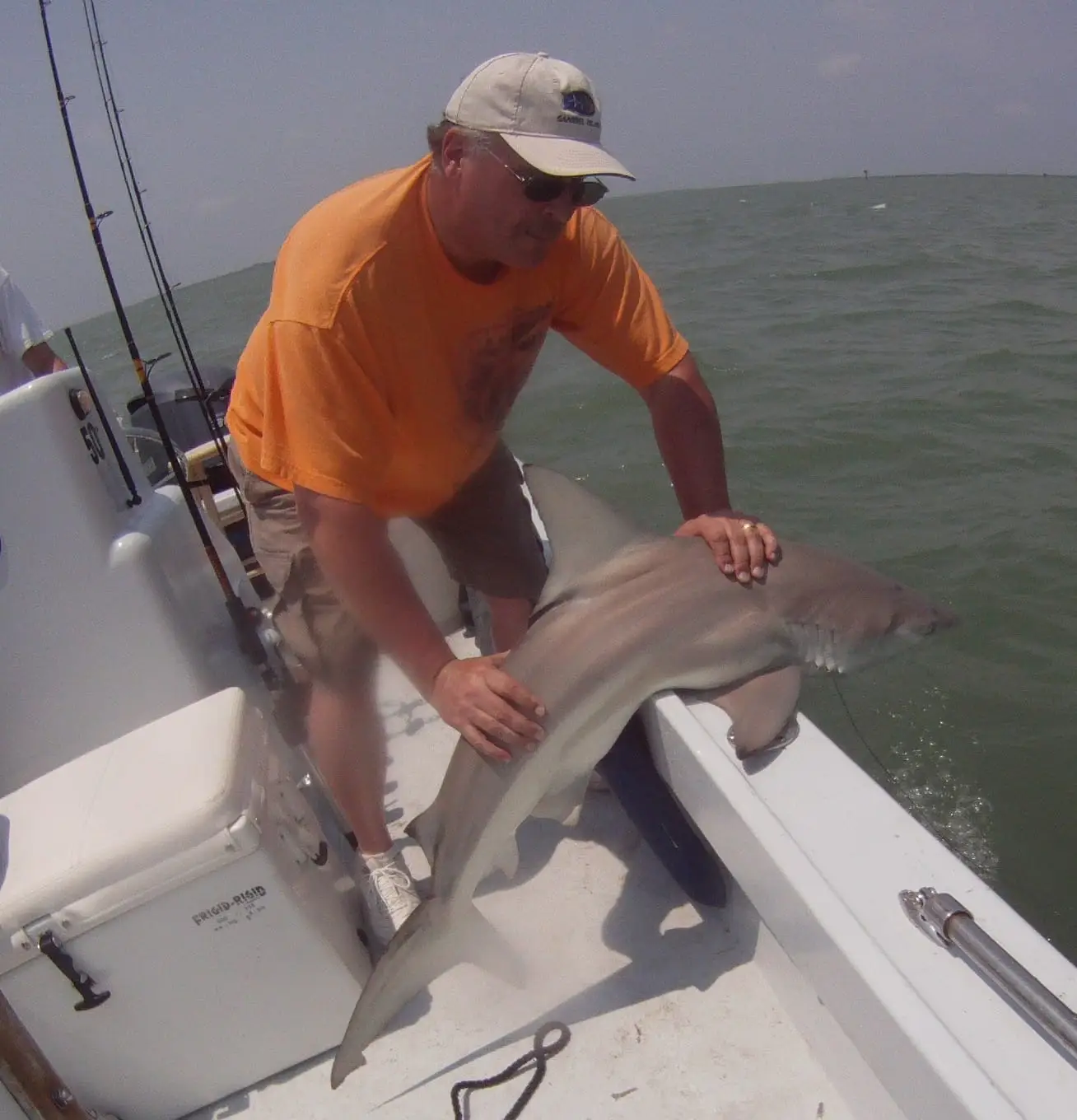 Black nose shark