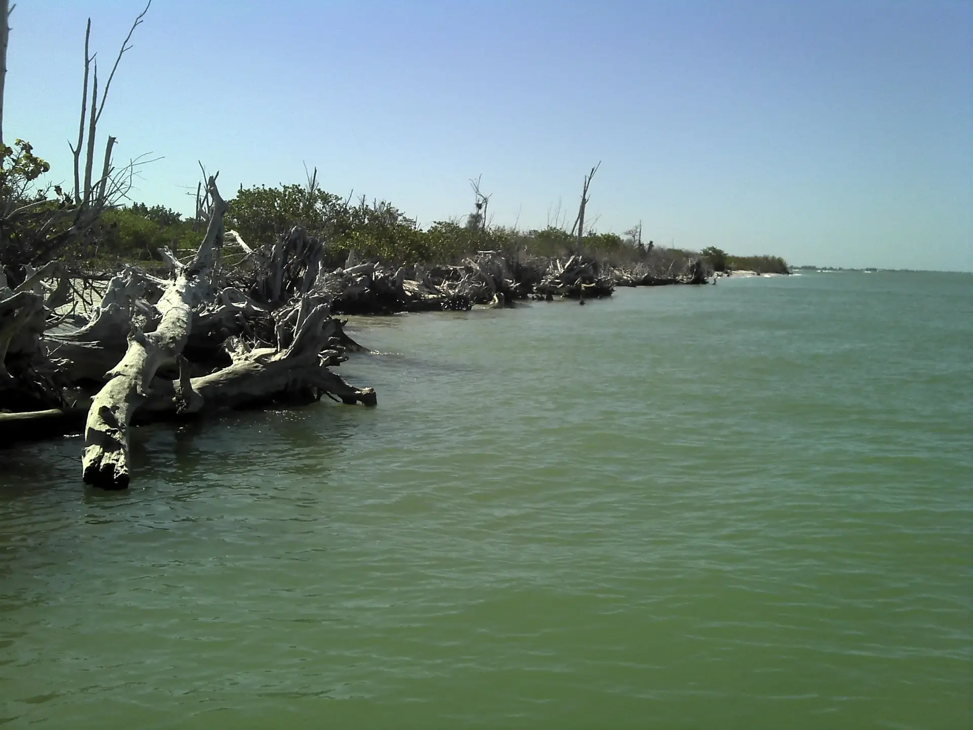 Mangroves, North Captiva