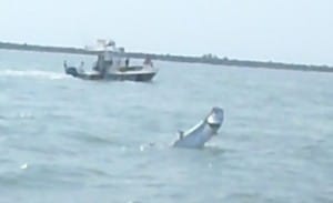 Tarpon jumping