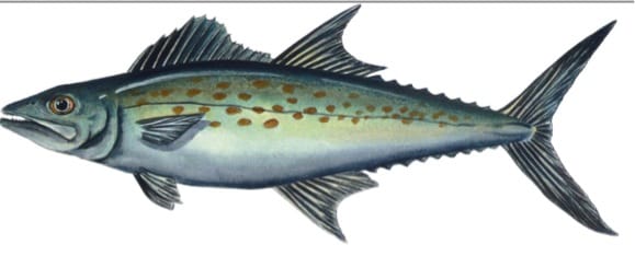 Spanish Mackerel