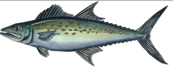 Spanish Mackerel