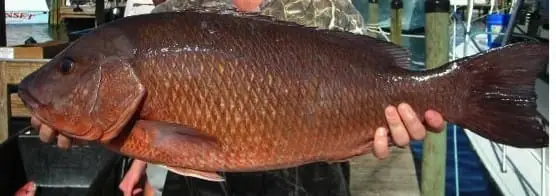 Mangrove Snapper