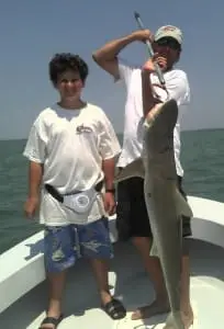 Shark
