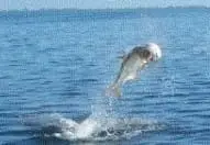 Tarpon jumping, Boca Grande, May 17, 2017, File Photo, Sanibel Fishing & Captiva Fishing & Fort Myers Fishing Charters & Guide Service.