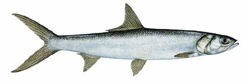Ladyfish
