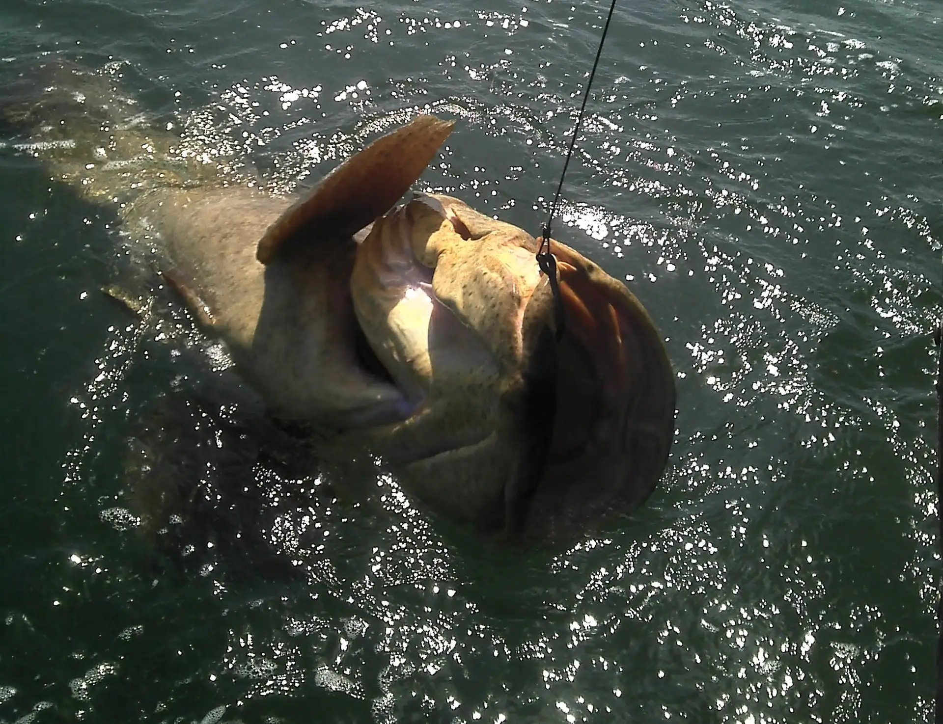 Goliath Grouper