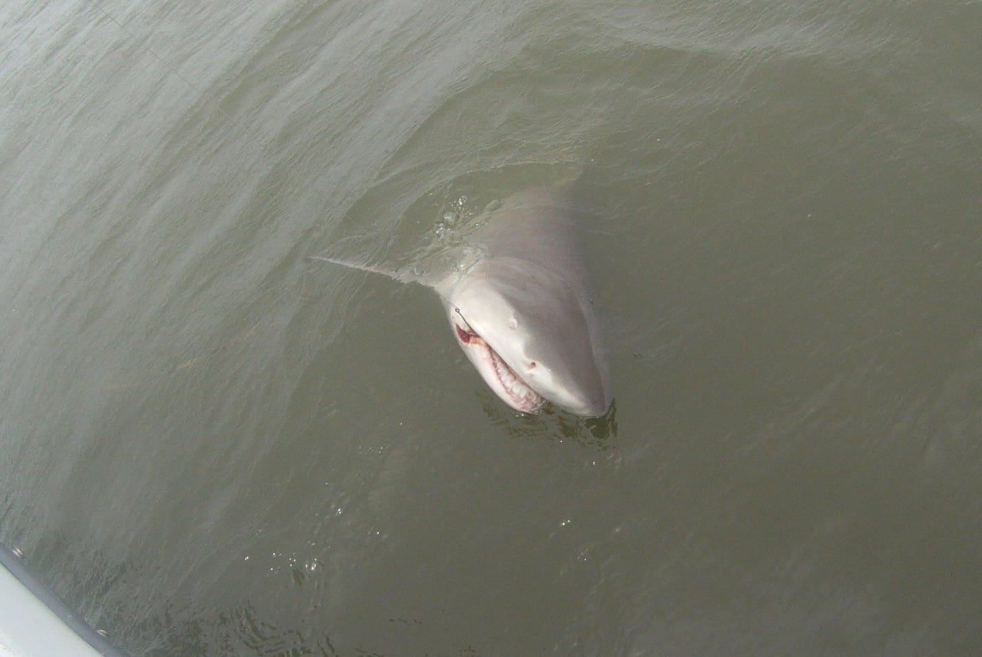 Lemon shark