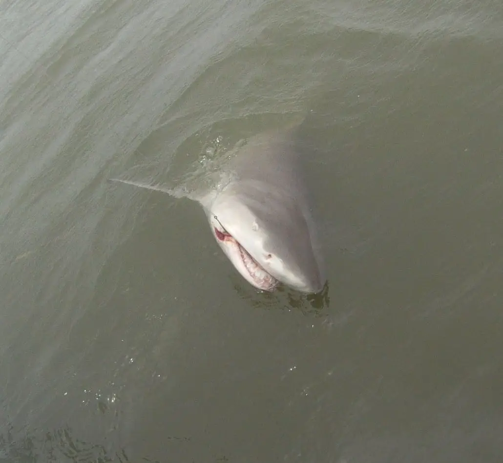 Lemon Shark, 7-2-14, Sanibel & Captiva Islands & Fort Myers Charters & Fishing Guide Service.