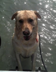 Hank