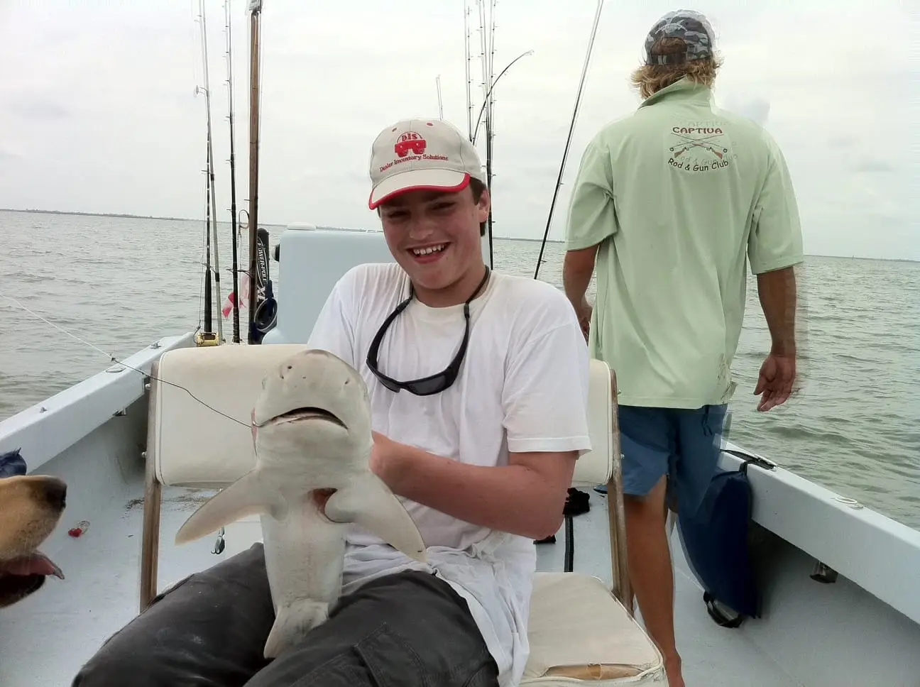 Black nose shark