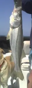 Snook
