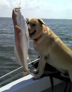 Redfish & Hank.