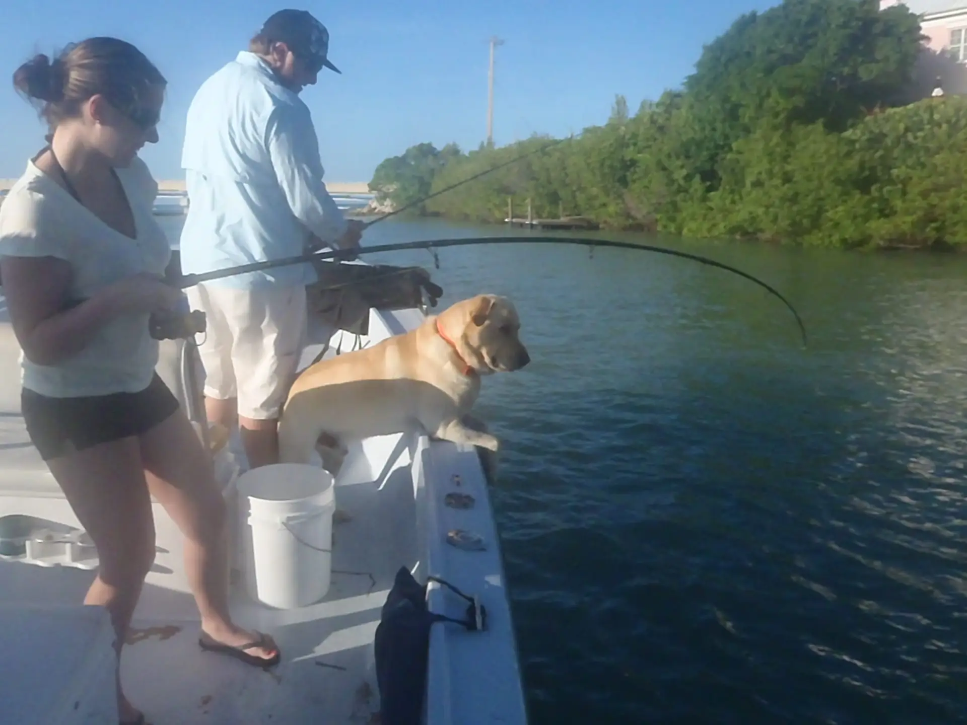 Snook