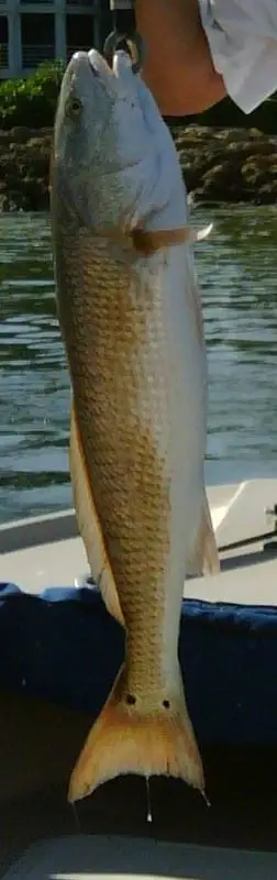 Redfish