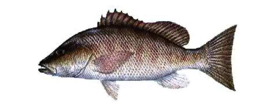 Mangrove Snapper