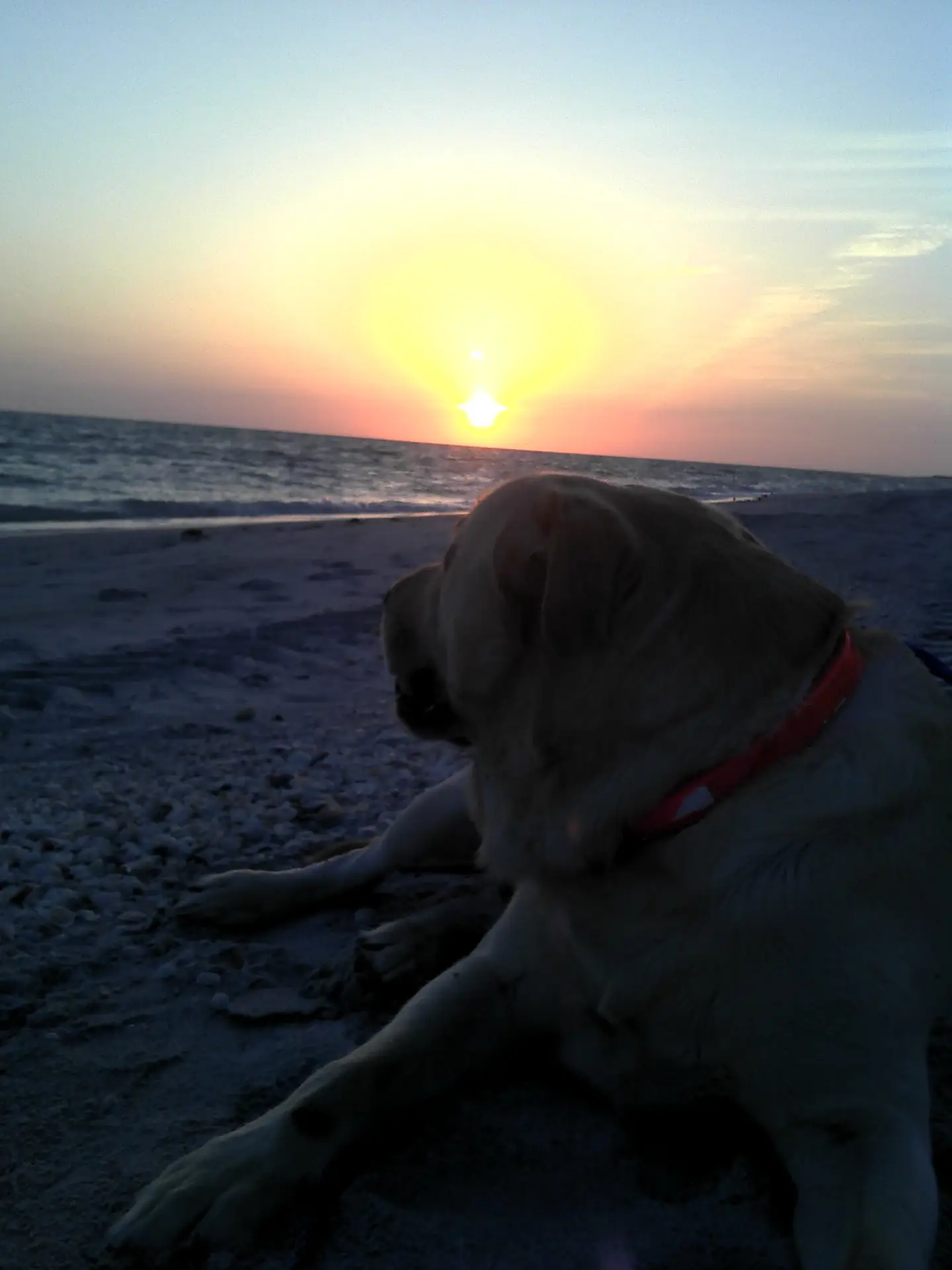 Hank, sunset