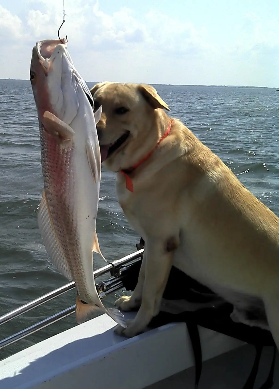 Redfish, Captiva