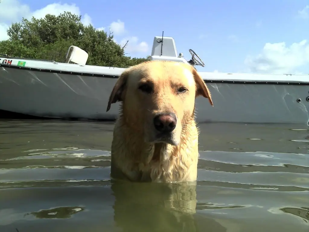 Hank, shelling at Cayo Costa, Sanibel & Captiva fishing & shelling charters.