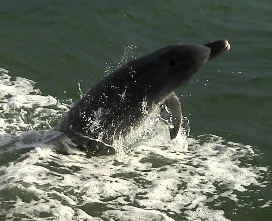 Captiva Dolphin