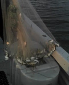 Cast net