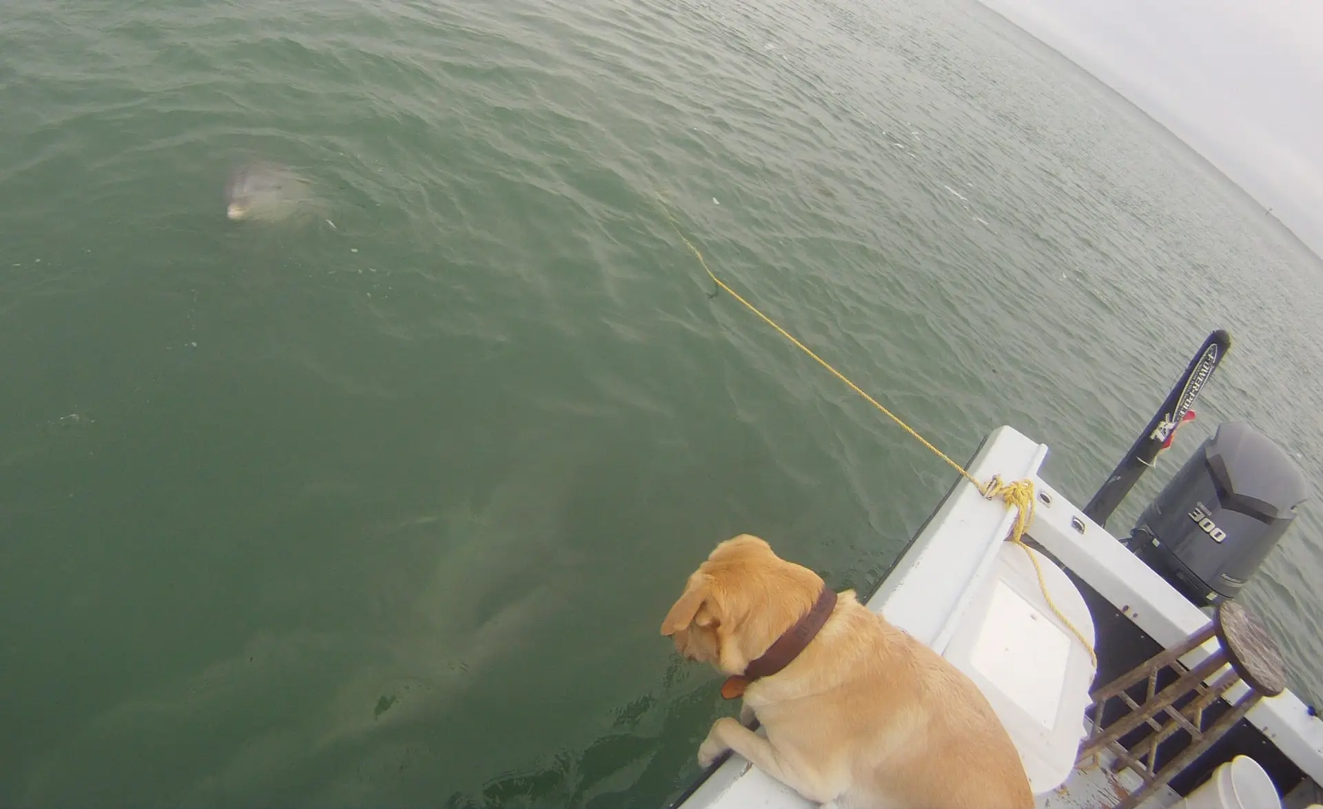 Hank & Dolphins