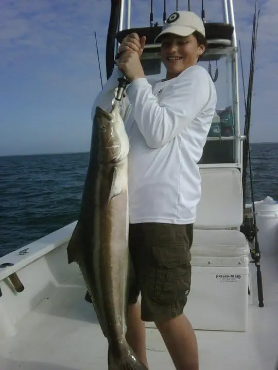 Cobia caught offshore.
