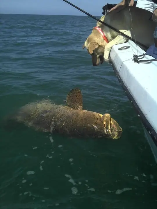 Huge Goliath caught offshore of Captiva