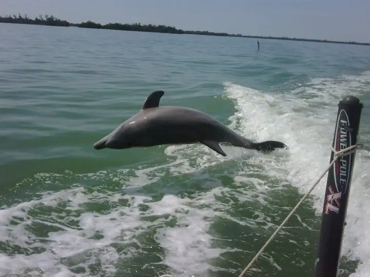 Dolphins jumping in boat wake on Sanibel & Captiva charters