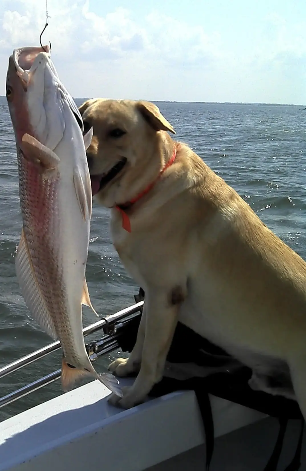 Redfish caught on Sanibel & Captiva charters