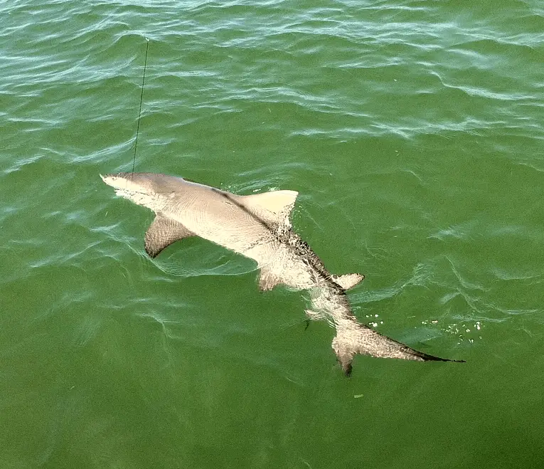 Huge Lemon shark caught on Sanibel & Captiva fishing charters