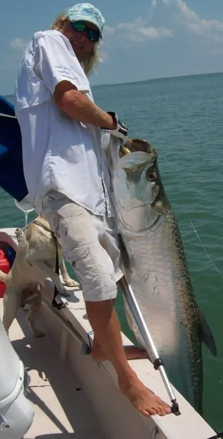 Captiva & Sanibel tarpon fishing coming up