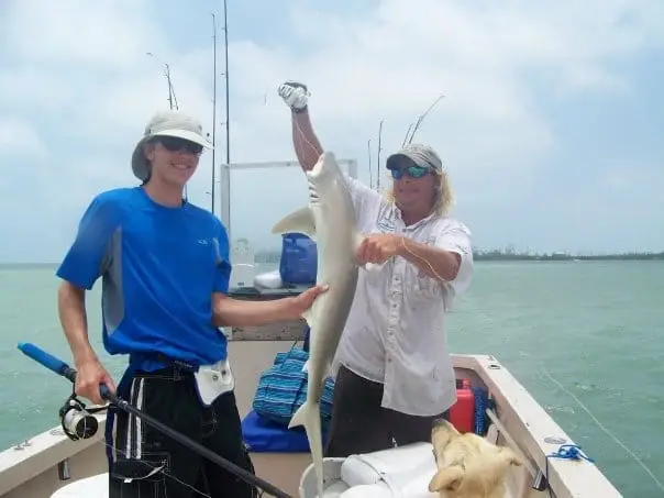 Lots of sharks here on Sanibel & Captiva charters!