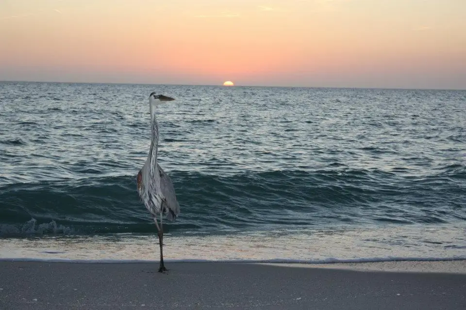 Great Blue Heron at sunset on Sanibel & Captiva charters