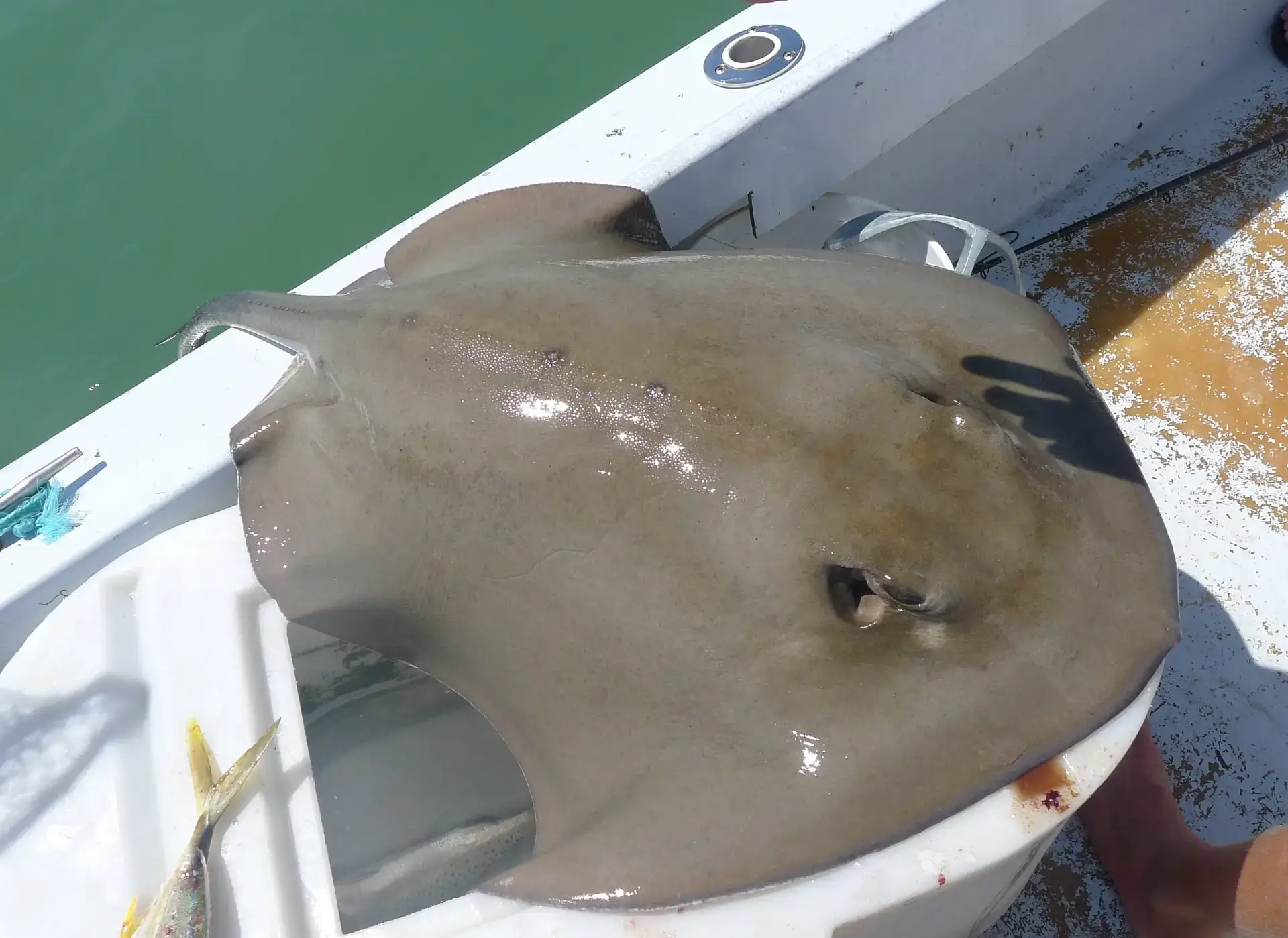 Caught a Stingray on Sanibel & Captiva charters