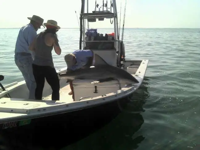 Bull shark caught in Redfish Pass on Sanibel & Captiva charters!