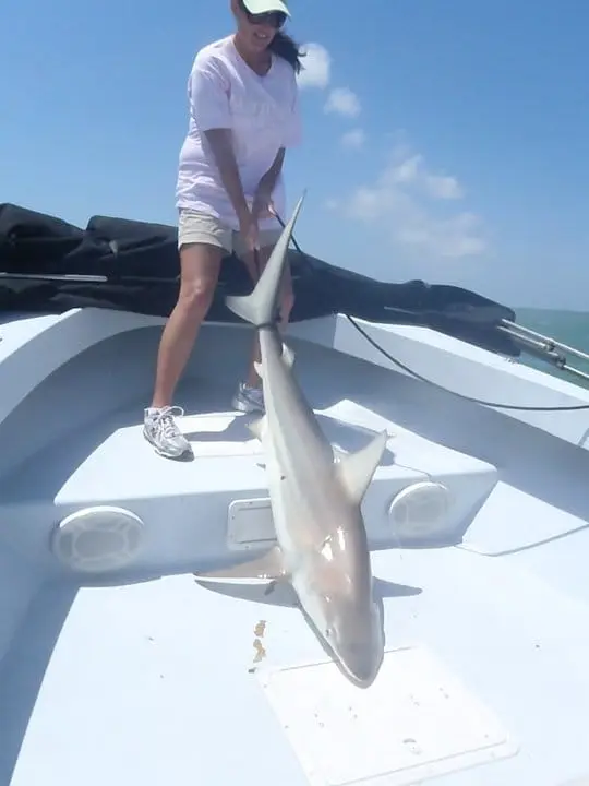 Big Black Tip caught on Sanibel & Captiva charters!