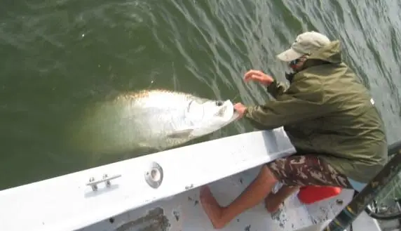 Tarpon caught on Sanibel & Captiva charters!