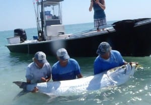 Tarpon caught last year on Sanibel & Captiva charters!