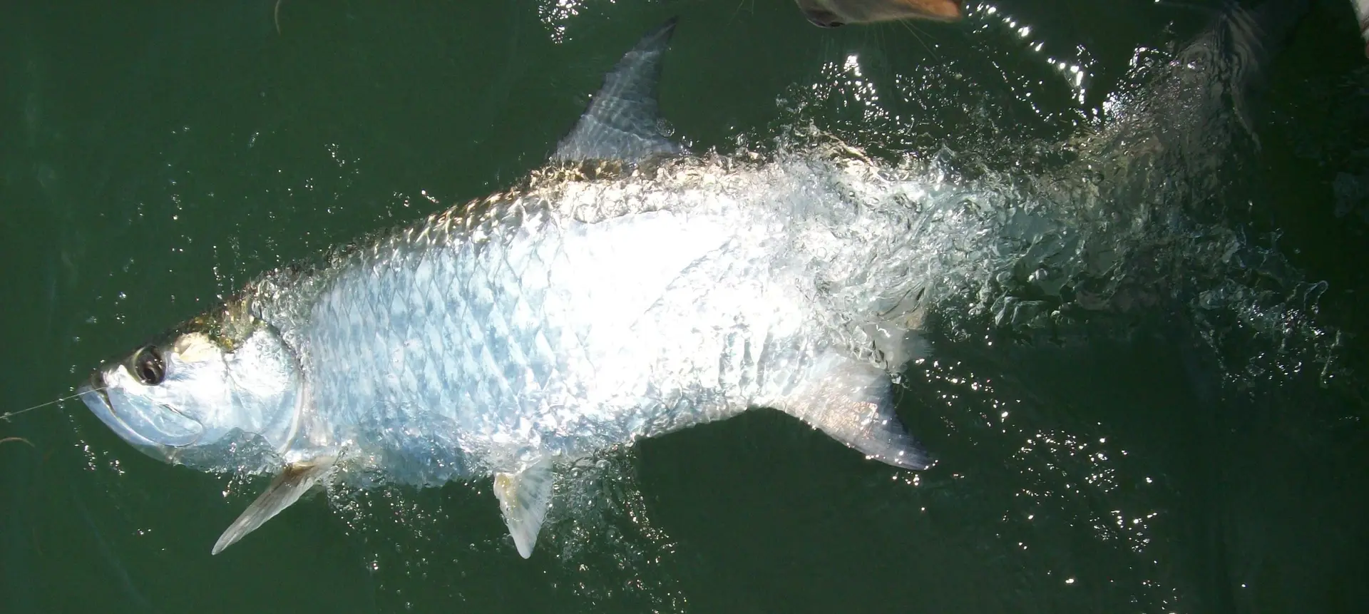 Tarpon caught last year on Sanibel & Captiva charters